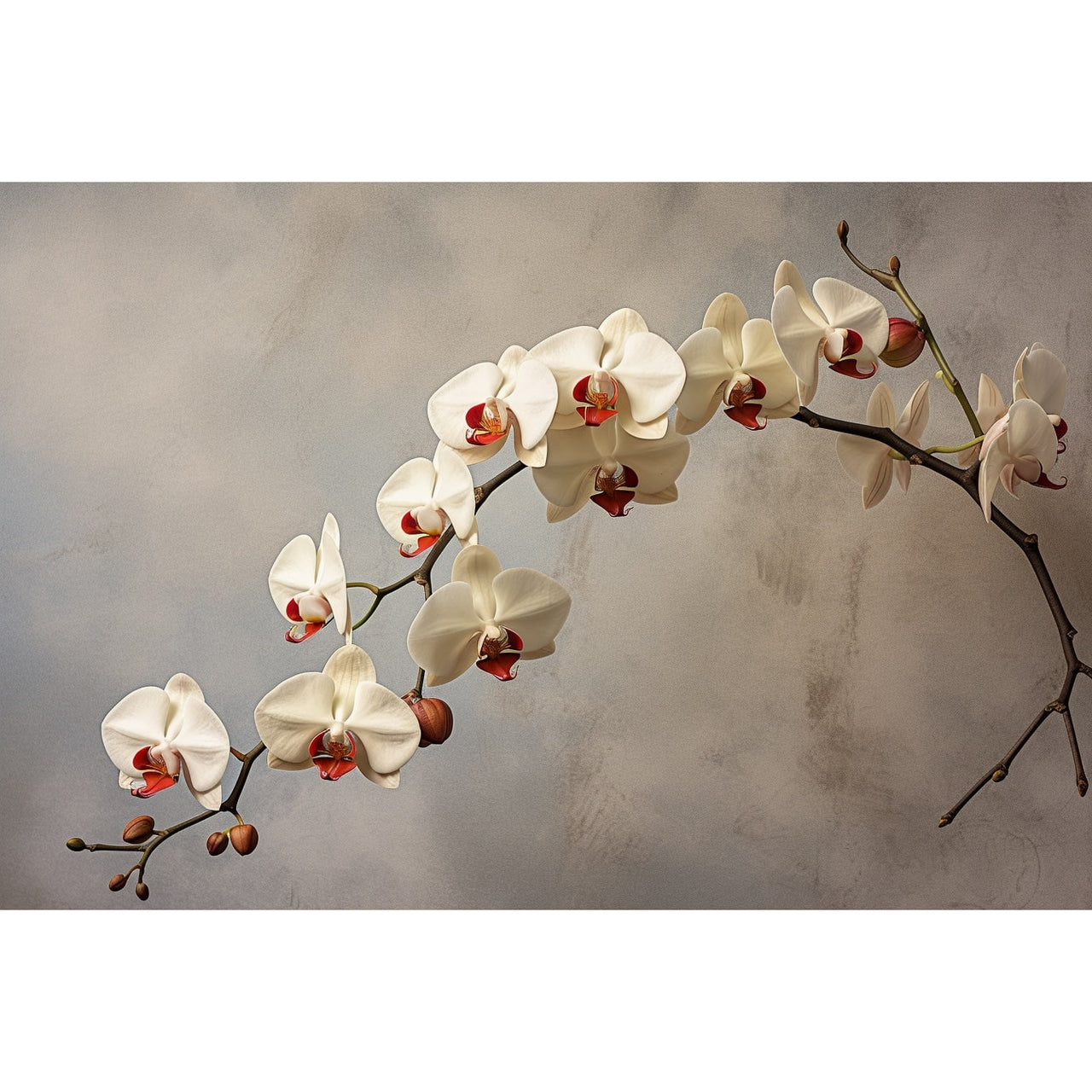 Tableau Toile Blanc Orchidée
