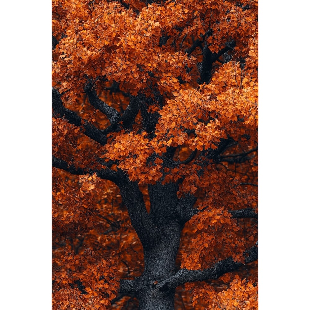 Tableau de l'Automne, art mural décoration nature