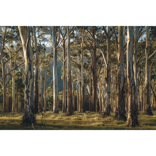 Tableau Eucalyptus, art mural décoration nature