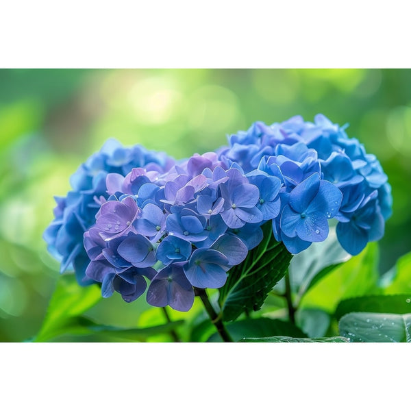 Tableau d'Hortensia Bleu