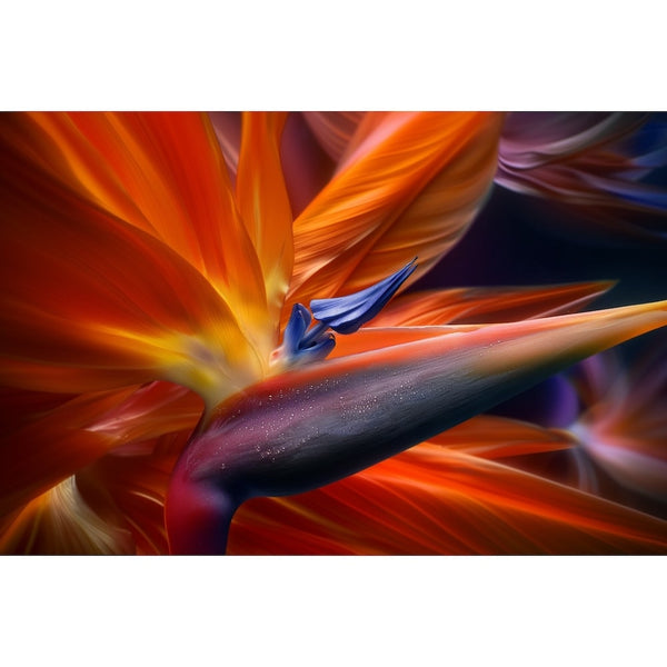 Tableau Oiseau du Paradis, art mural décoration nature, vue 2