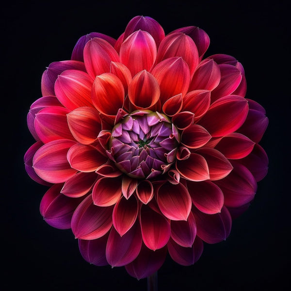 Tableau de Dahlia