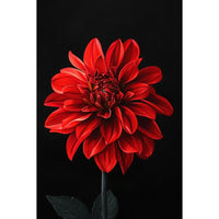 Thumbnail for Tableau de Fleur Rouge Fond Noir