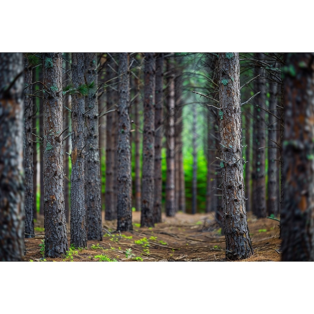 Tableau de Forêt Landaise