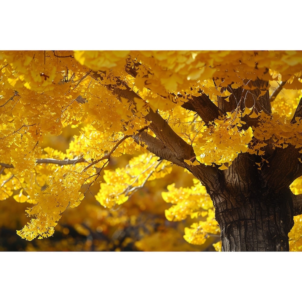 Tableau Ginkgo, art mural décoration nature