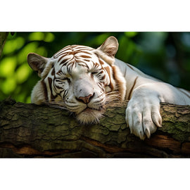 Tableau Tigre Blanc, art mural décoration nature