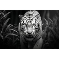 Thumbnail for Tigre Noir Et Blanc Tableau