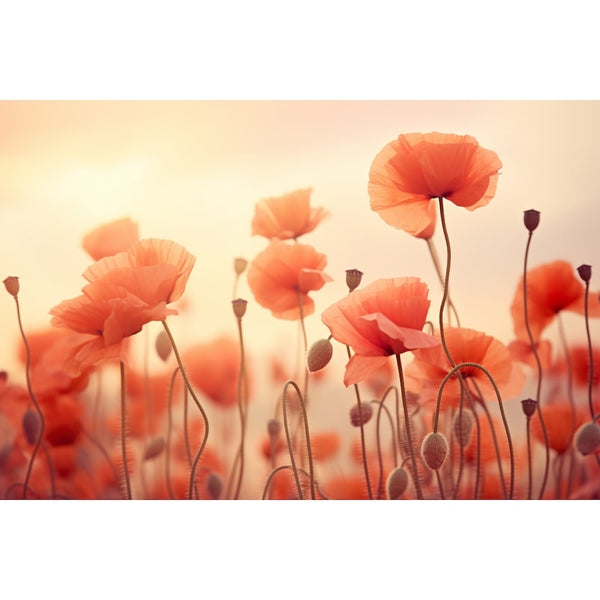 Toile Avec Des Coquelicots
