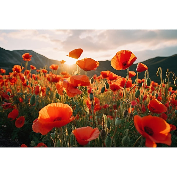 Toile Moderne De Coquelicots