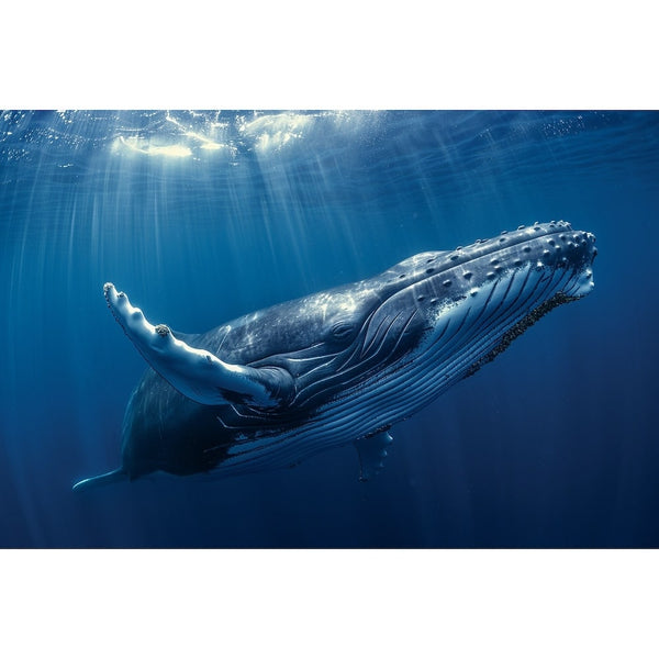 Tableau Baleine, art mural décoration nature