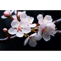 Thumbnail for fleur de cerisier sur branche en tableau