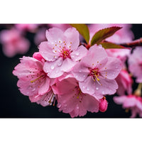 Thumbnail for fleur de cerisier tableau