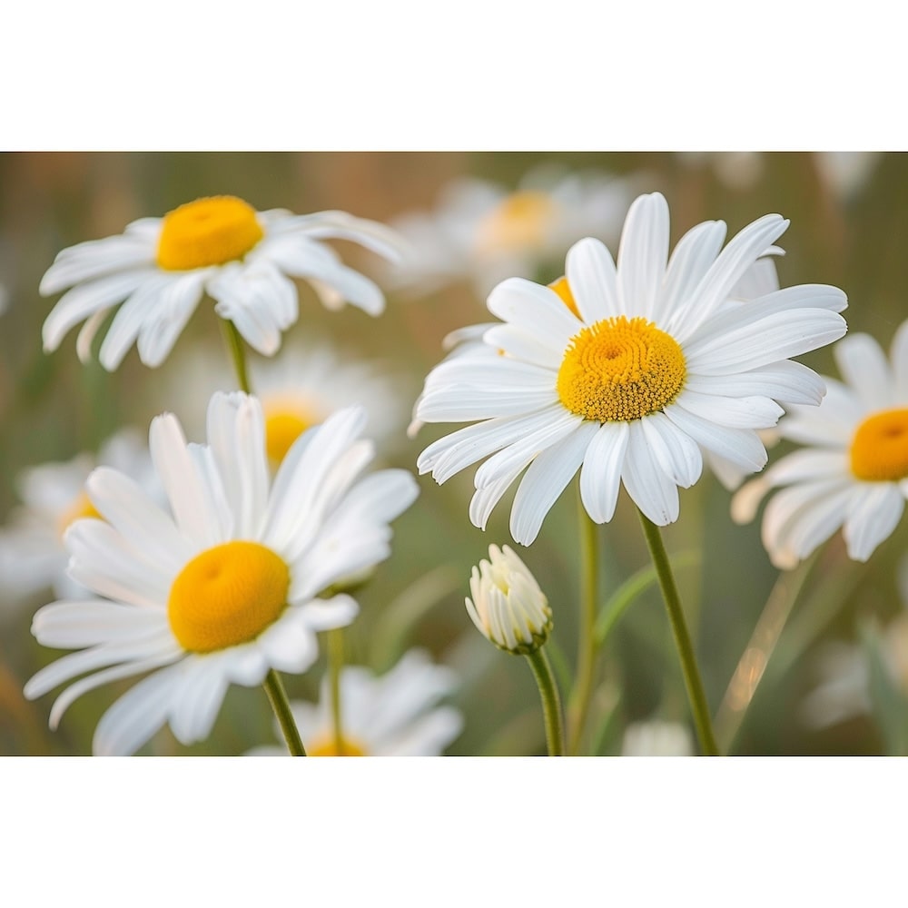 marguerite tableau