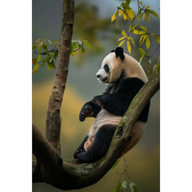Tableau Photo Panda, art mural décoration nature