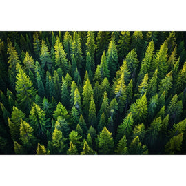Tableau Sapin, art mural décoration nature