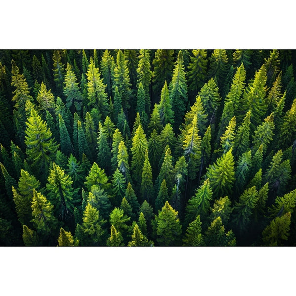 Tableau Sapin, art mural décoration nature