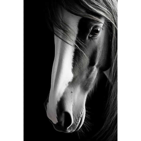 Tableau Cheval Noir et Blanc, art mural décoration nature