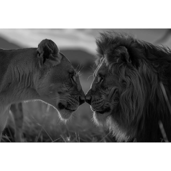 Tableau Lion Lionne Noir et Blanc, art mural décoration nature