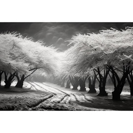tableaux cerisiers japonais noir et blanc