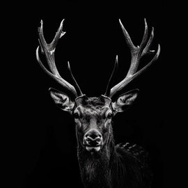 Tableau Tête de Cerf Noir et Blanc, art mural décoration nature